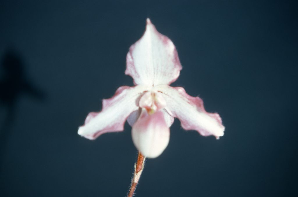 Paphiopedilum Black Diamond, January 1977, roll 197701H9 slide 13