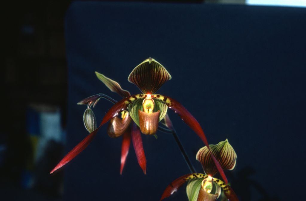 Paphiopedilum Berenice 'Dark Emperor', May 1977, roll 197705H2black48 slide 15