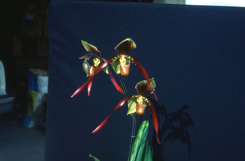 Paphiopedilum Berenice 'Dark Emperor', May 1977, roll 197705H2black48 slide 16