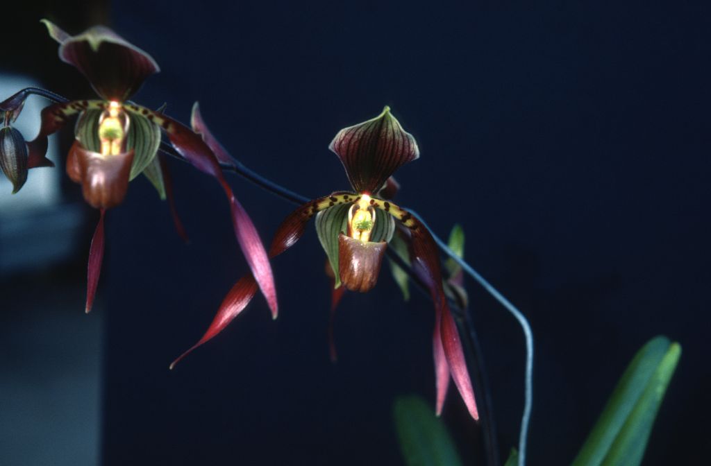 Paphiopedilum Berenice 'Burgundy Beauty', May 1977, roll 197705H2black48 slide 17