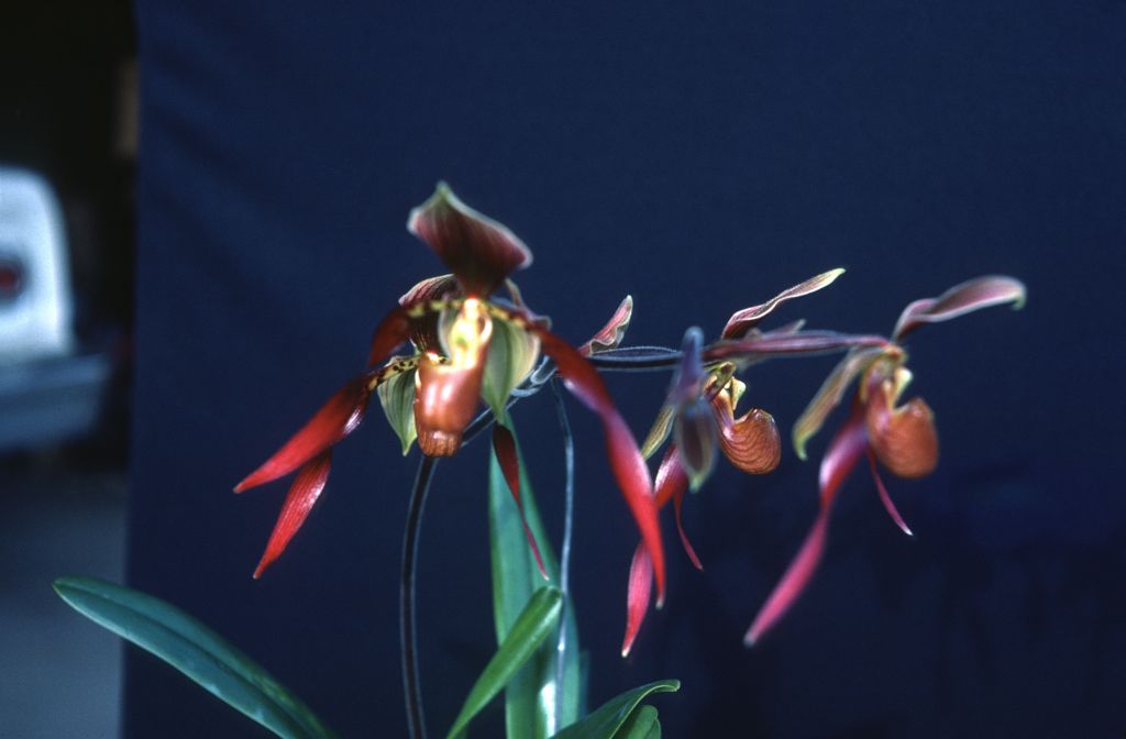 Paphiopedilum Berenice 'Burgundy Beauty', May 1977, roll 197705H2black48 slide 18