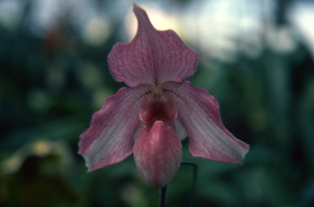 Paphiopedilum Black Diamond, May 1977, roll 197705H2black70 slide 10
