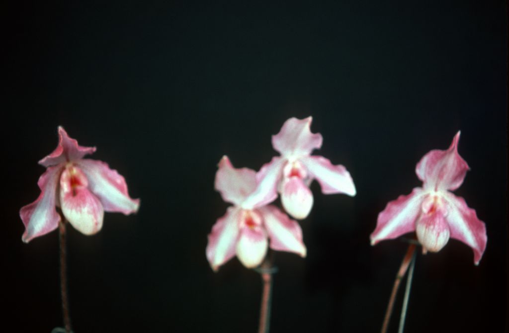 Paphiopedilum Black Diamond group, May 1977, roll 197705H2black70 slide 1