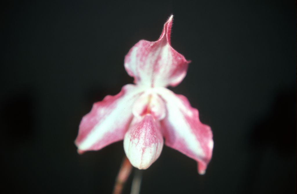 Paphiopedilum Black Diamond, May 1977, roll 197705H2black70 slide 2