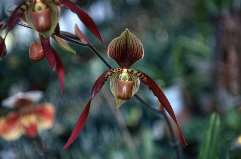 Paphiopedilum Berenice 'Dark Emperor', May 1977, roll 197705H2black70 slide 3