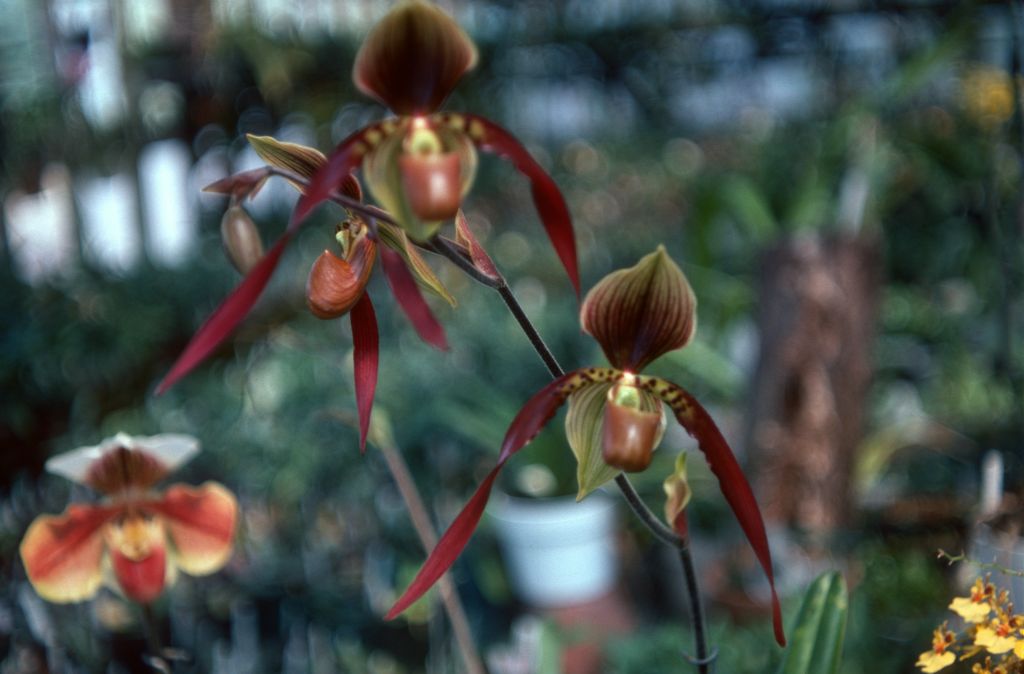 Paphiopedilum Berenice 'Dark Emperor', May 1977, roll 197705H2black70 slide 4
