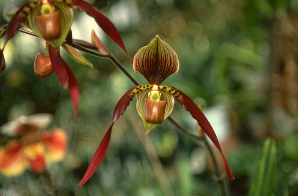 Paphiopedilum Berenice, Duplicate Slide 27, made December 1977, roll 197712P16.