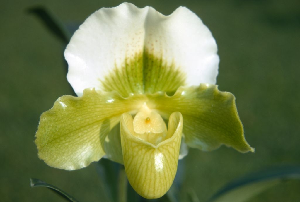 Paphiopedilum Betty Bracey 'Springtime' AM/AOS, Program 2 slide 15, December 1970, roll 197012H6 slide 20