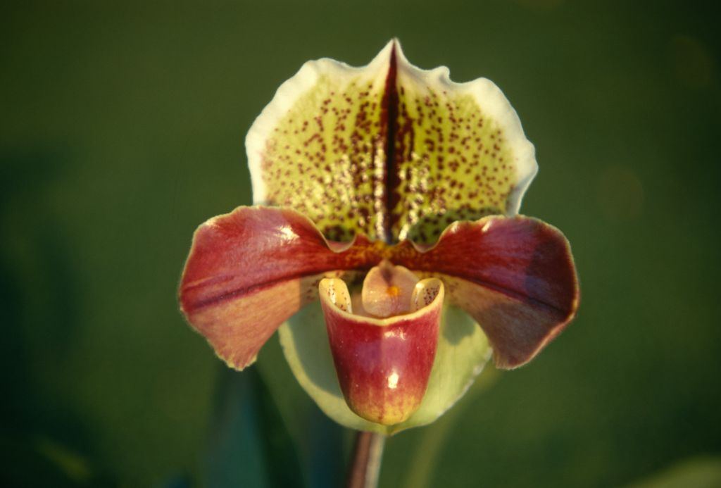 Paphiopedilum Beauté 'Helena' AM/AOS, Program 2 slide 16, December 1970, roll 197012H6 slide 9.  No such award has been found.