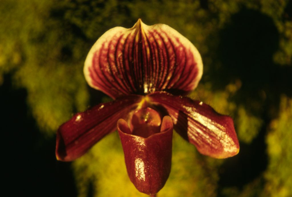 Paphiopedilum Burgundy 'Alpha' HCC/RHS, Program 2 slide 17, December 1973, roll 197312H7 slide 10