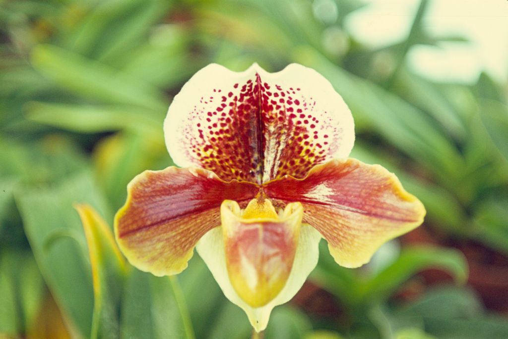 Paphiopedilum Bardia 'Victory', Program 8 slide 36, January 1967, roll 196701 slide 18