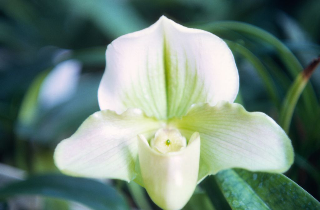 Paphiopedilum Crescent Meadow 'Little John', November 1967, roll 196711H1 slide 10