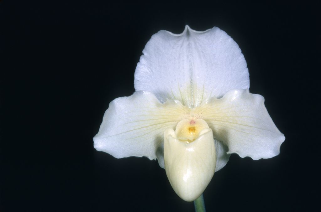 Paphiopedilum Cinderella Satin Slipper', January 1968, roll 196801H3 slide 4