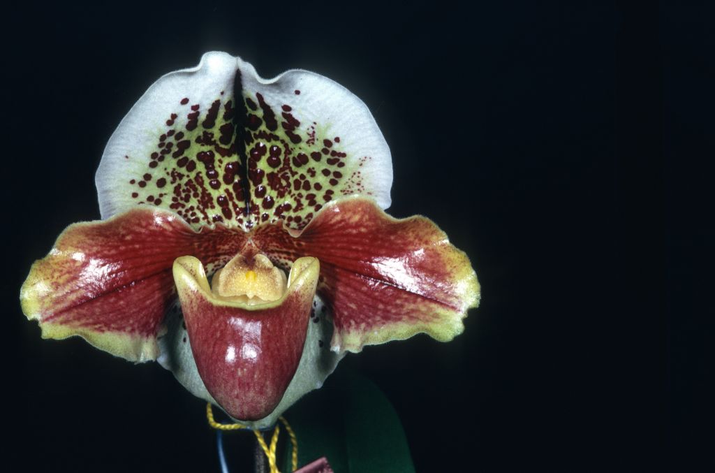 Paphiopedilum Chan's Temple 'Splendent' BM/CSA, February 1969, roll 196902H6 slide 10