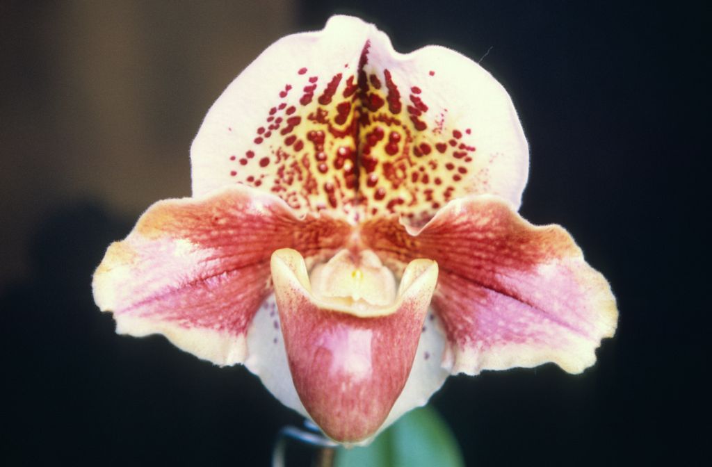 Paphiopedilum Chan's Temple, September 1969, roll 196909H1 slide 15