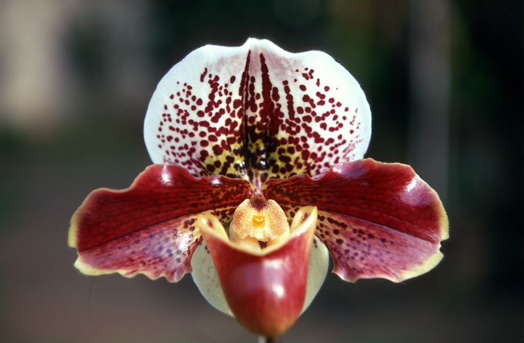 Paphiopedilum Cavalcade 'Beauty', January 1970, roll 197001H6 slide 15