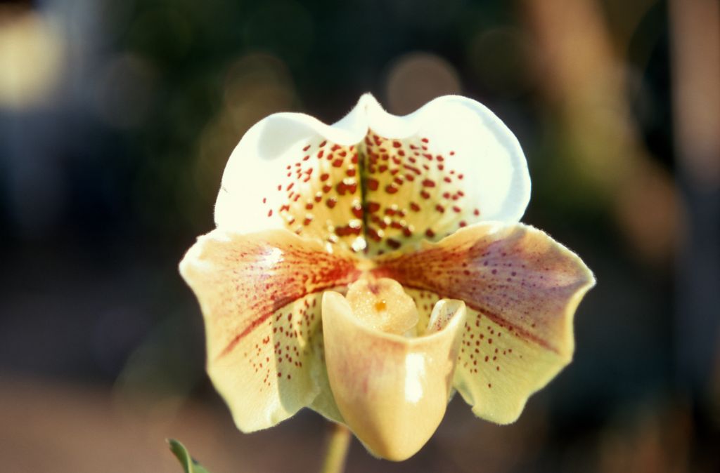 Paphiopedilum Cavalese 'Majestic', February 1970, roll 197002H5red slide 14