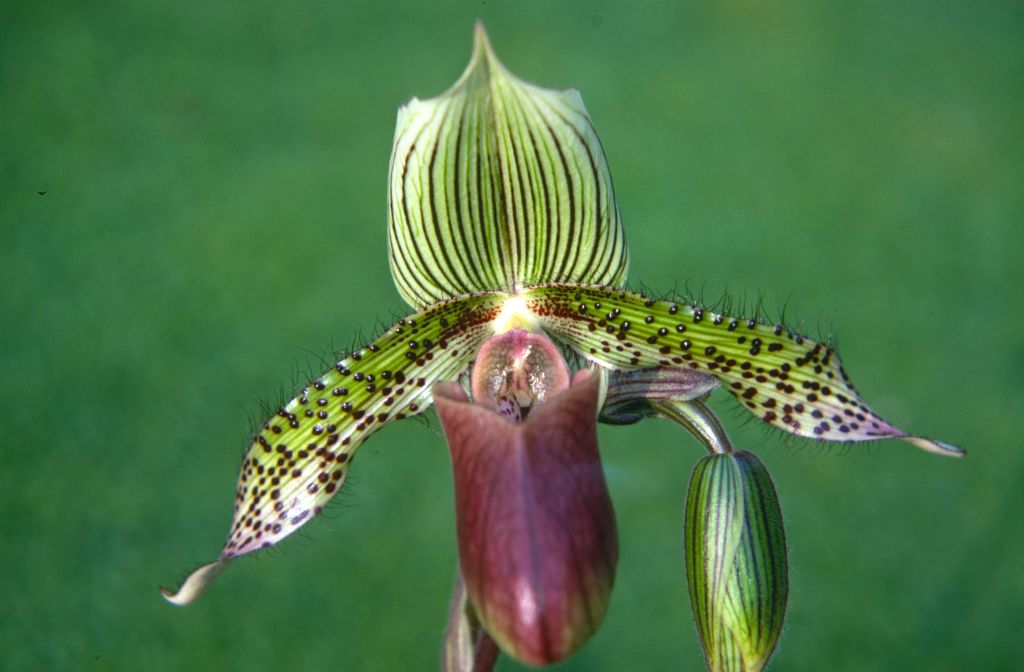 Paphiopedilum Callo-Rothschildianum, October 1970, roll 197010H3 slide 21