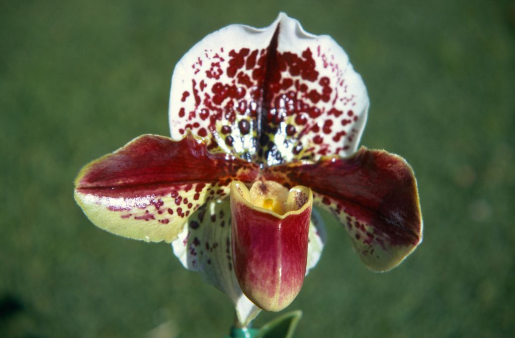 Paphiopedilum Cameo 'Dots Beautiful', December 1970, roll 197012H7 slide 1