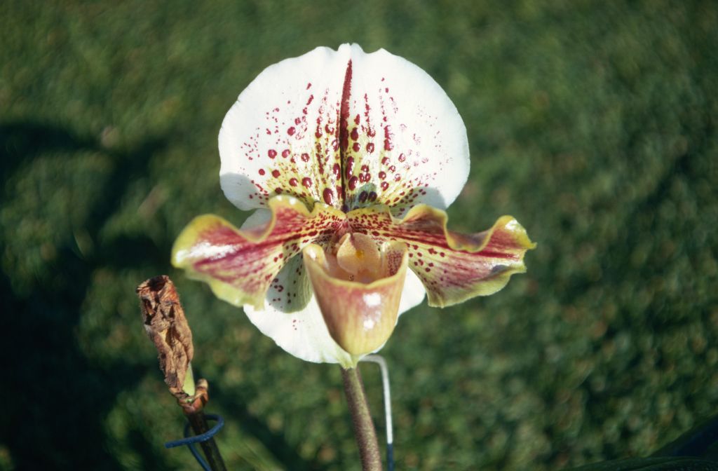 Paphiopedilum Chan's Temple 'Carimo', December 1970, roll 197012H7 slide 8