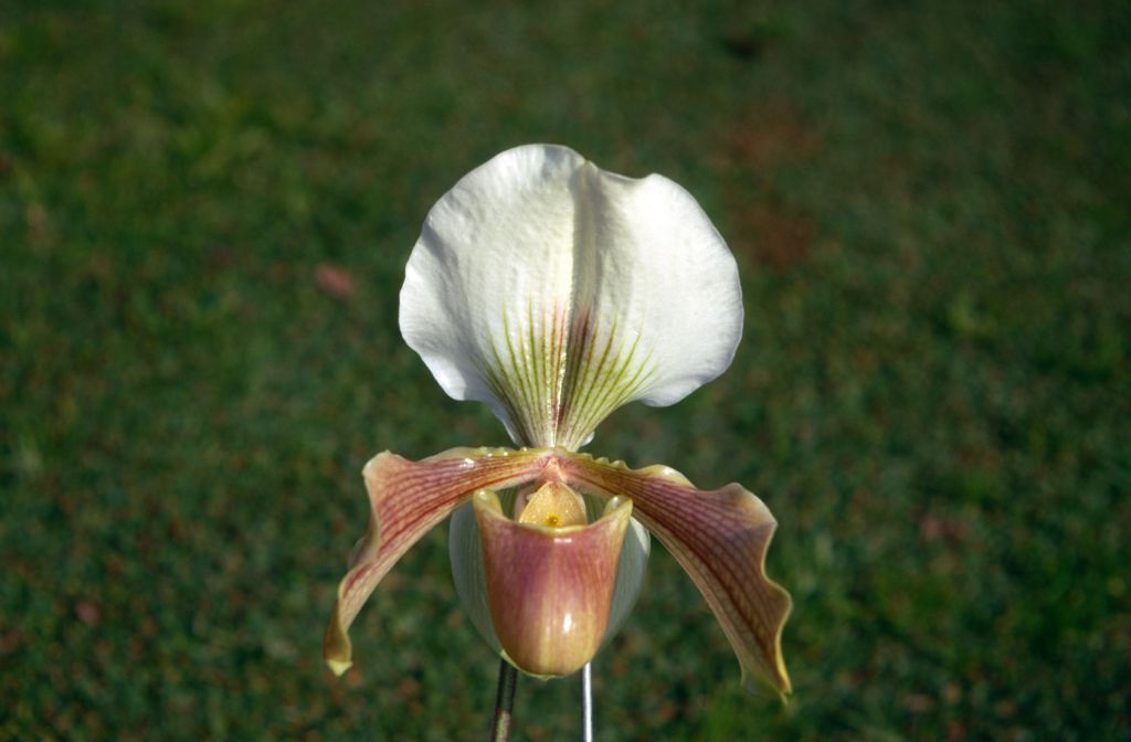 Paphiopedilum Chardmoore 'Mrs. Cowburn', January 1971, roll 197101H3 slide 14