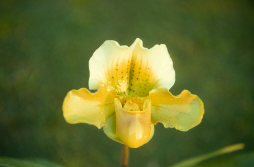 Paphiopedilum Crescent Meadow 'Sherwood Forest', February 1971, roll 197102H7 slide 14