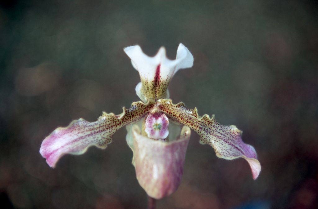 Paphiopedilum Ceres, May 1971, roll 197105H7 slide 3