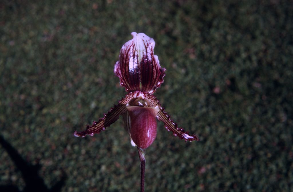 Paphiopedilum Connie, January 1972, roll 197201H7 slide 13