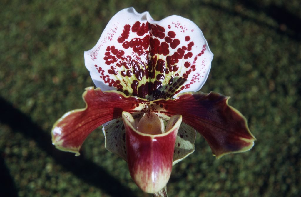 Paphiopedilum Cameo 'Wyld Court', January 1972, roll 197201H7 slide 14