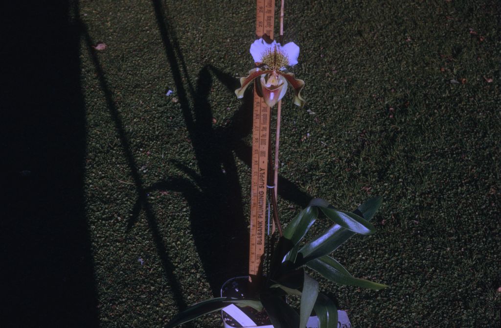 Paphiopedilum Chrysostom 'Richard Fort, 25" stem, January 1972, roll 197201H7 slide 16