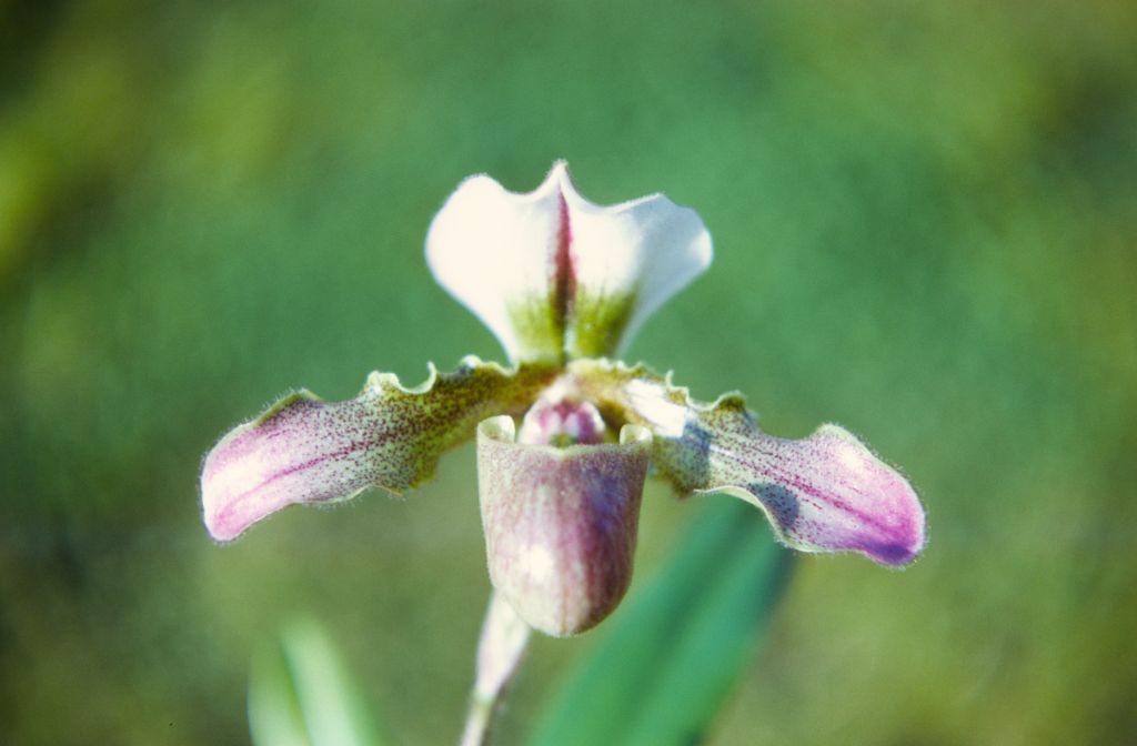 Paphiopedilum Ceres, February 1972, roll 197202H2 slide 16