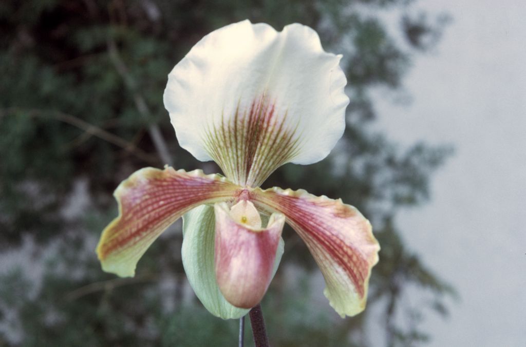 Paphiopedilum Chardmoore 'Mrs. Cowburn', December 1972, roll 197212H11 slide 10