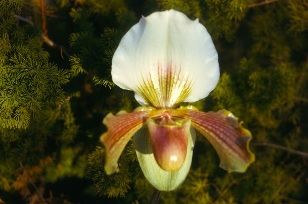 Paphiopedilum Chardmoore 'Mrs. Cowburn', February 1974, roll 197402H11 slide 17