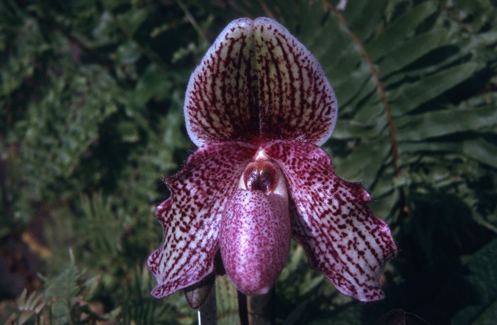 Paphiopedilum Charles Sladden 'Raspberry' HCC/AOS, May 1974, roll 197405H12 slide 19