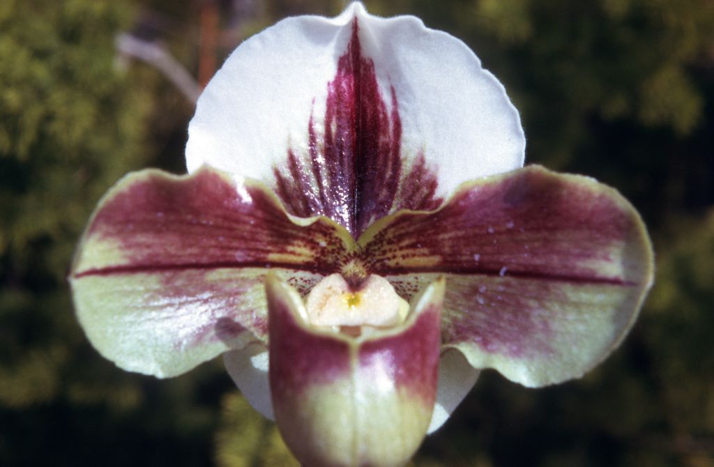 Paphiopedilum Chrysostom 'Stanley Baldwin', May 1974, roll 197405H12 slide 7