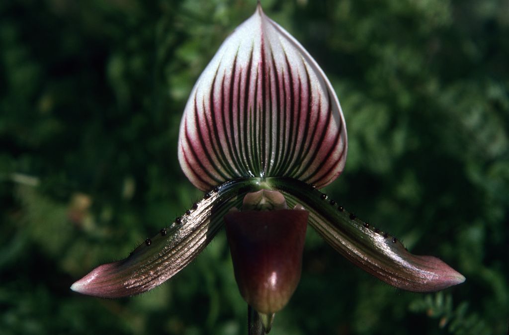 Paphiopedilum Calloso-Barbatum, December 1974, roll 197412H12 slide 23