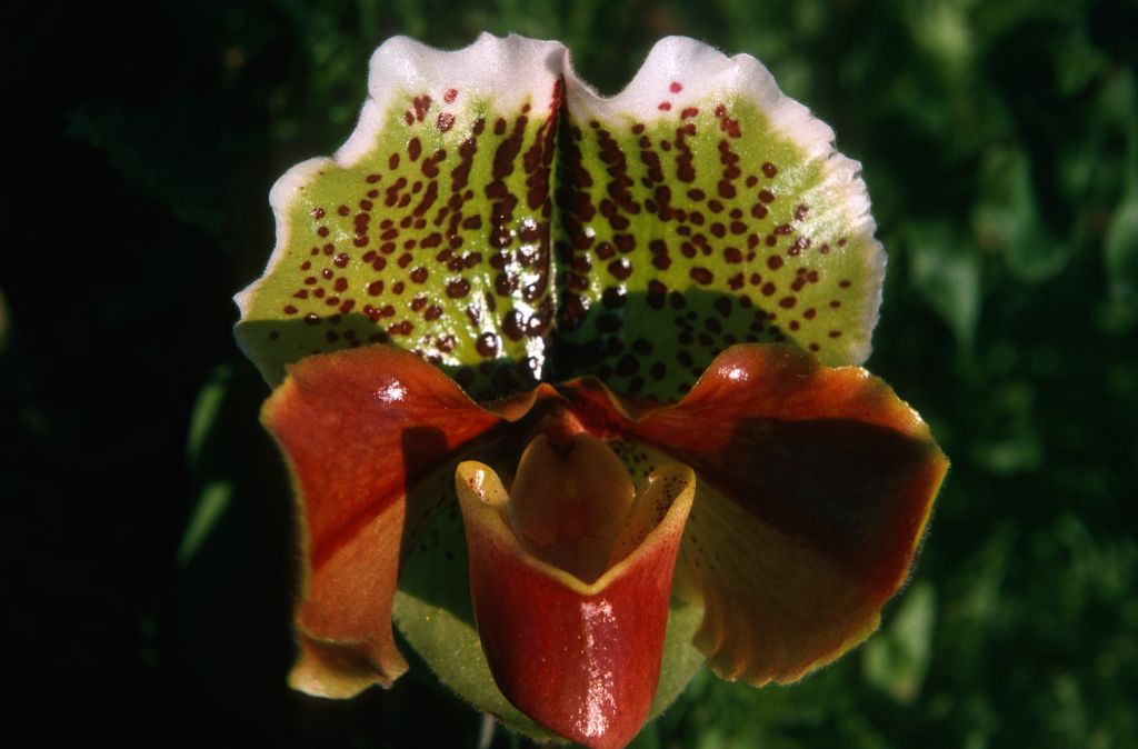 Paphiopedilum Cockade 'Chilton' AM/RHS, December 1974, roll 197412H12 slide 34