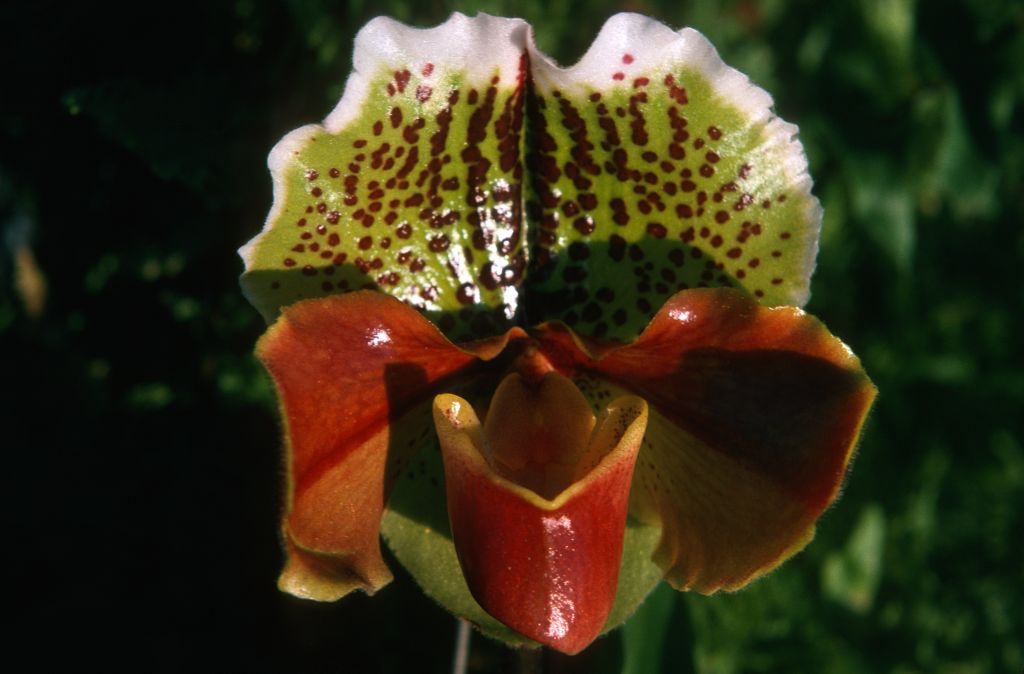Paphiopedilum Cockade 'Chilton' AM/RHS, December 1974, roll 197412H12 slide 35