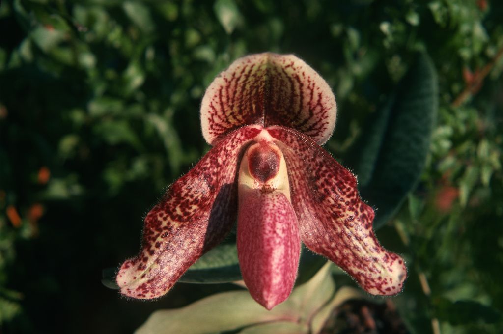 Paphiopedilum Charles Sladden 'Carimo' HCC/AOS, February 1975, roll 197502H12 slide 20