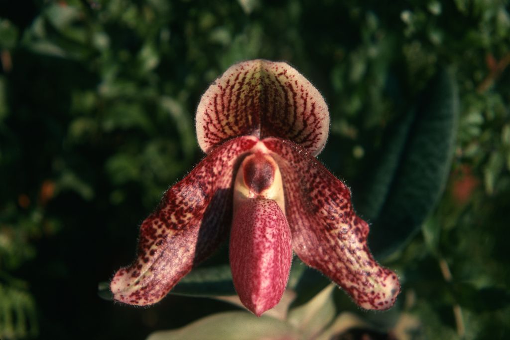Paphiopedilum Charles Sladden 'Carimo' HCC/AOS, February 1975, roll 197502H12 slide 21