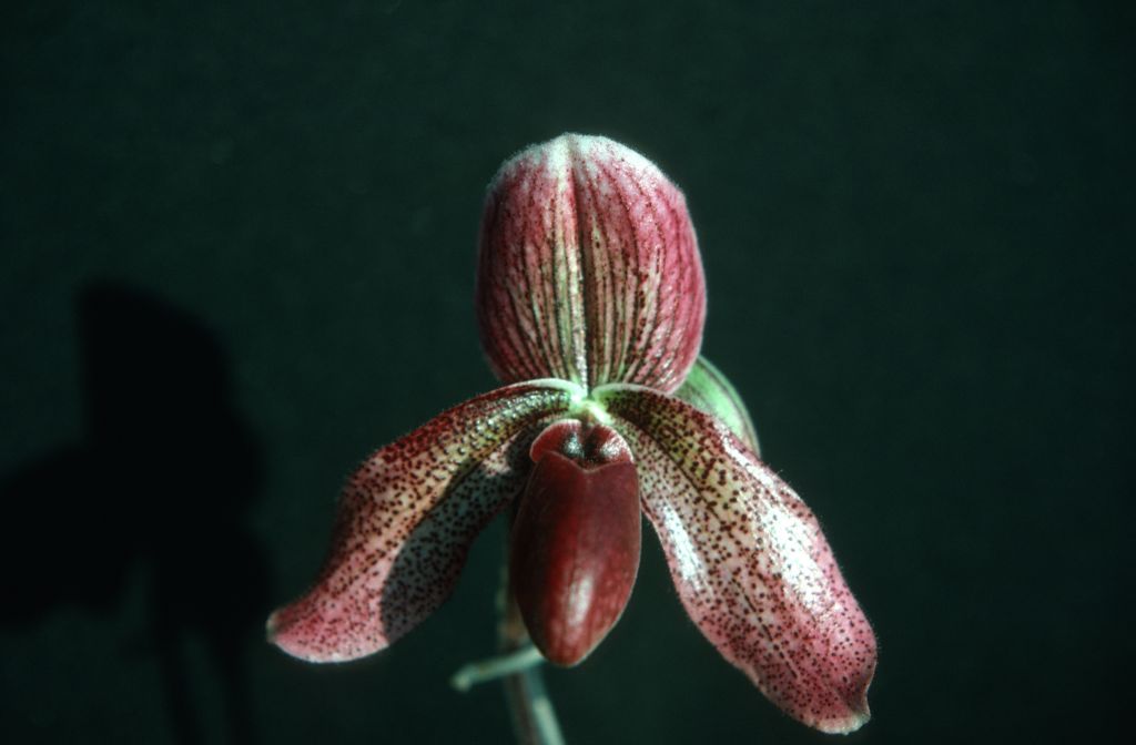 Paphiopedilum Charles Richman 'Kenny', September 1975, roll 197509P7 slide 15