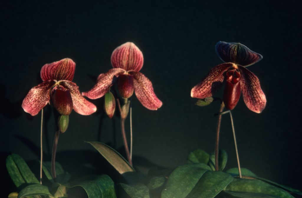 Paphiopedilum Charles Richman group, November 1975, roll 197511H7 slide 1