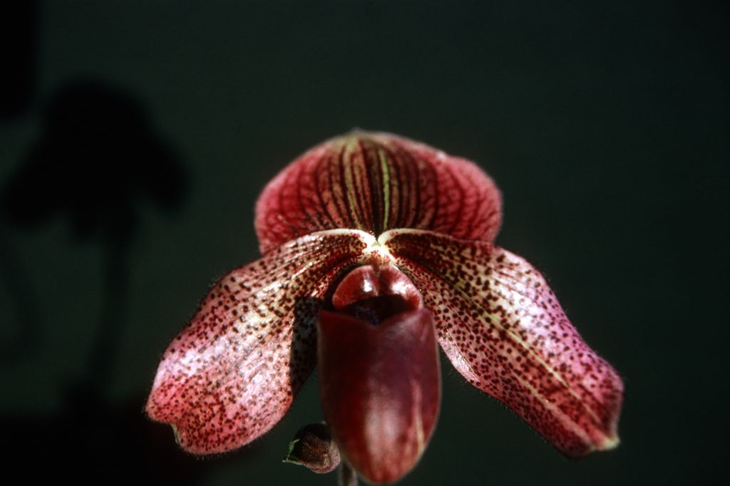Paphiopedilum Charles Richman 'Red Beauty', December 1975, roll 197512H7 slide 3