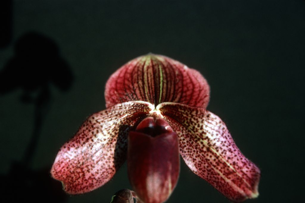 Paphiopedilum Charles Richman 'Red Beauty', December 1975, roll 197512H7 slide 4