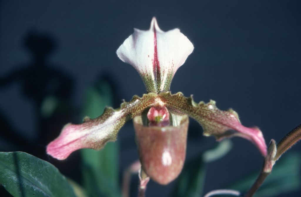 Paphiopedilum Ceres, March 1976, roll 197603H9 slide 15