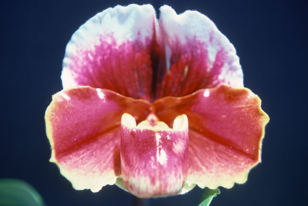 Paphiopedilum Claret Tree 'Red Baron', May 1976, roll 197605H9 slide 13