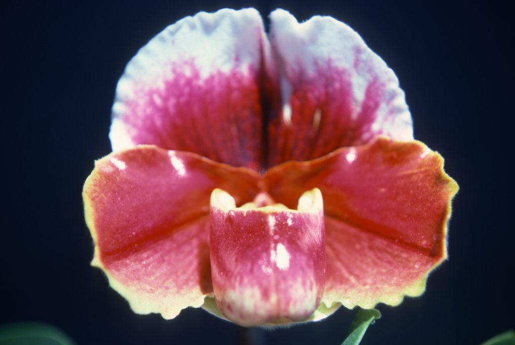 Paphiopedilum Claret Tree 'Red Baron', May 1976, roll 197605H9 slide 14