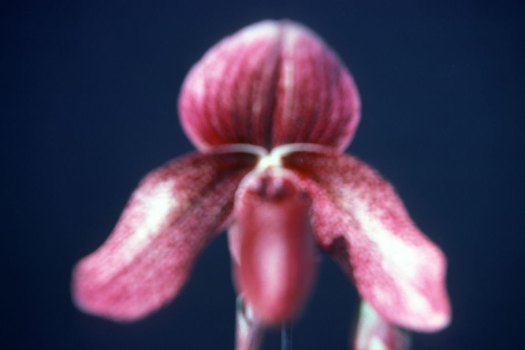 Paphiopedilum Charles Richman 'Royal Robe' AM/AOS, 1976 Santa Barbara Show, May 1976, roll 197605H9 slide 1