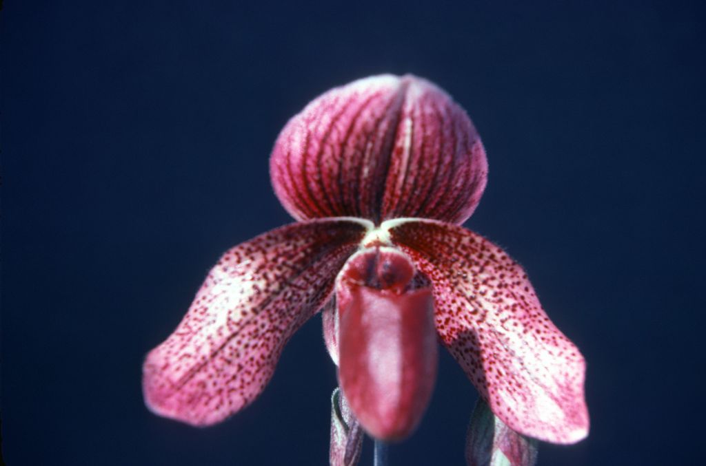 Paphiopedilum Charles Richman 'Royal Robe' AM/AOS, 1976 Santa Barbara Show, May 1976, roll 197605H9 slide 2