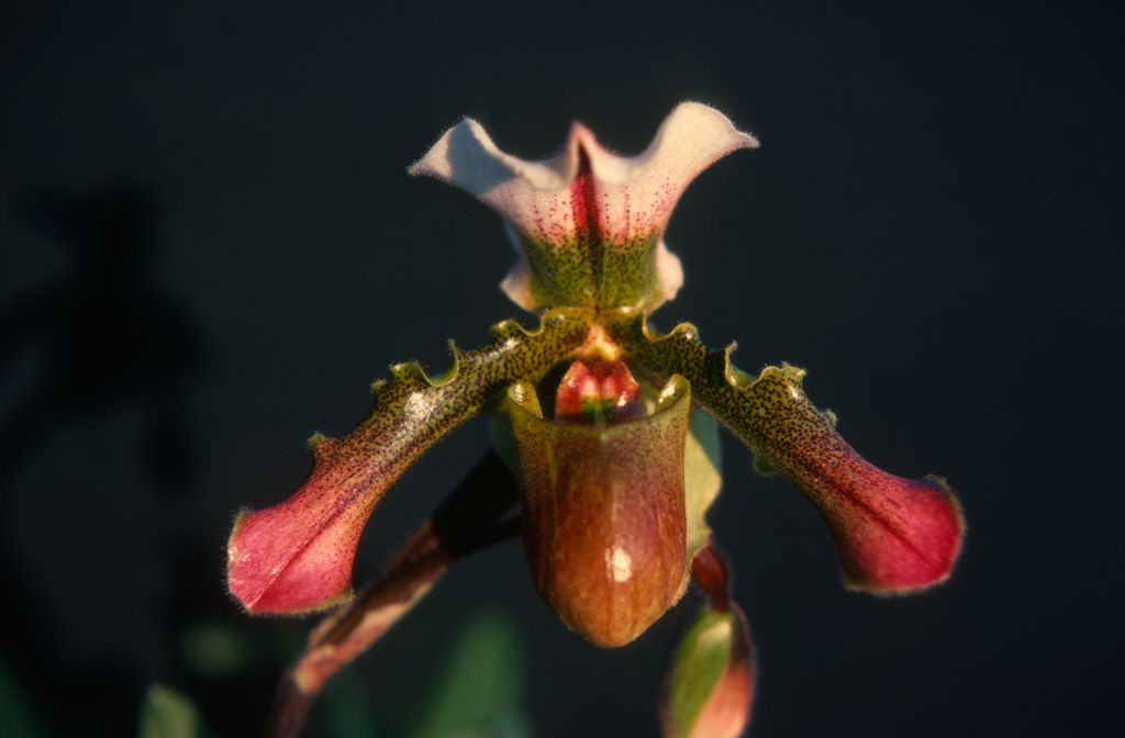 Paphiopedilum Ceres, August 1977, roll 197708H7black slide 15